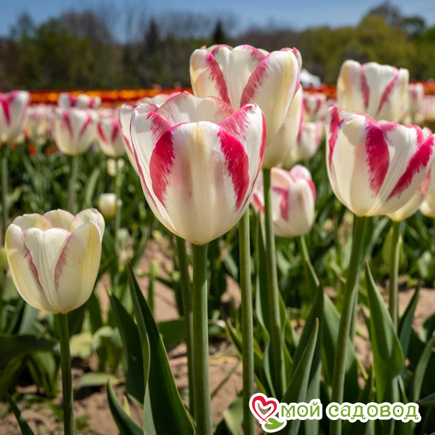 Тюльпан Силк Сюрпрайз