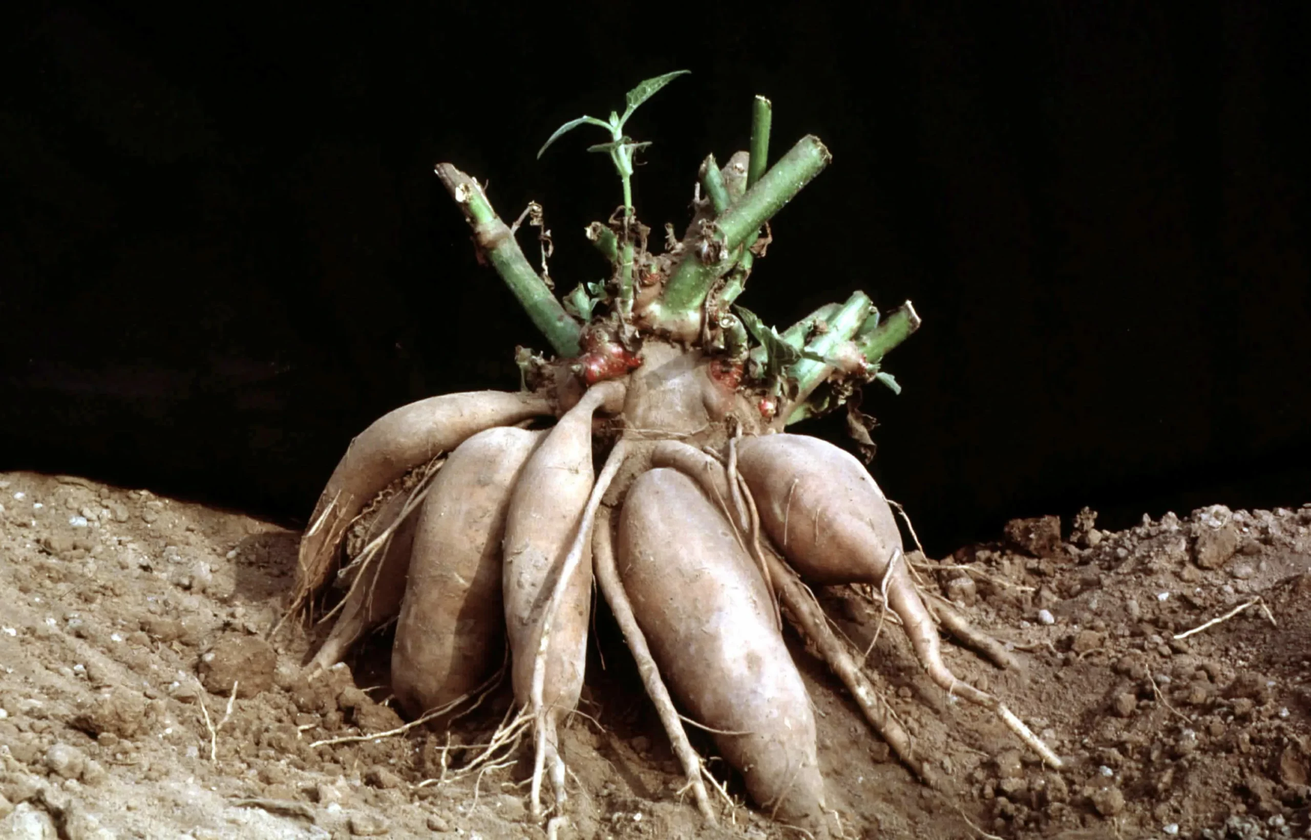 Георгин Лаванда Лейс