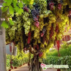 Виноград Авангард